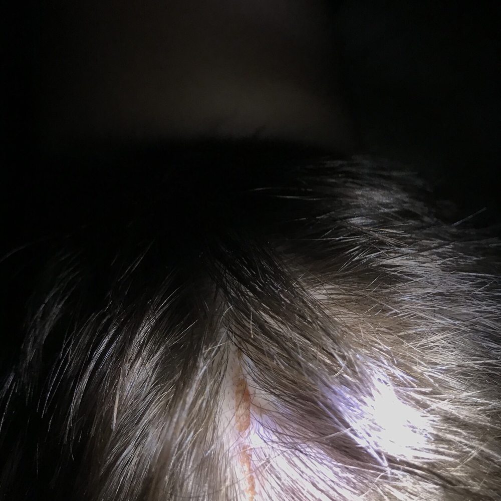 Clips Salon - He cut my sons scalp not taking him there ever again! He was asking what size of razor to use from the beginning ...:( - Hair Salons Near Me - Los Angeles, California