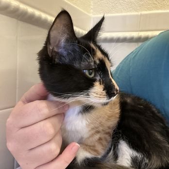 Dirty Little Paws Rescue - Pet Adoption Near Me
