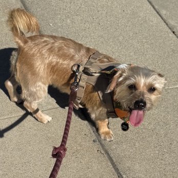 Je Tadore Pet Salon - Neila all cleaned up. - Pet Groomers Near Me - Montrose, California Je Tadore Pet Salon - Neila all cleaned up. - Pet Groomers Near Me - Montrose, California