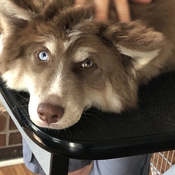 Styles 4 Paws - Zeus - Pet Groomers Near Me - Raleigh, North Carolina Styles 4 Paws - Zeus - Pet Groomers Near Me - Raleigh, North Carolina