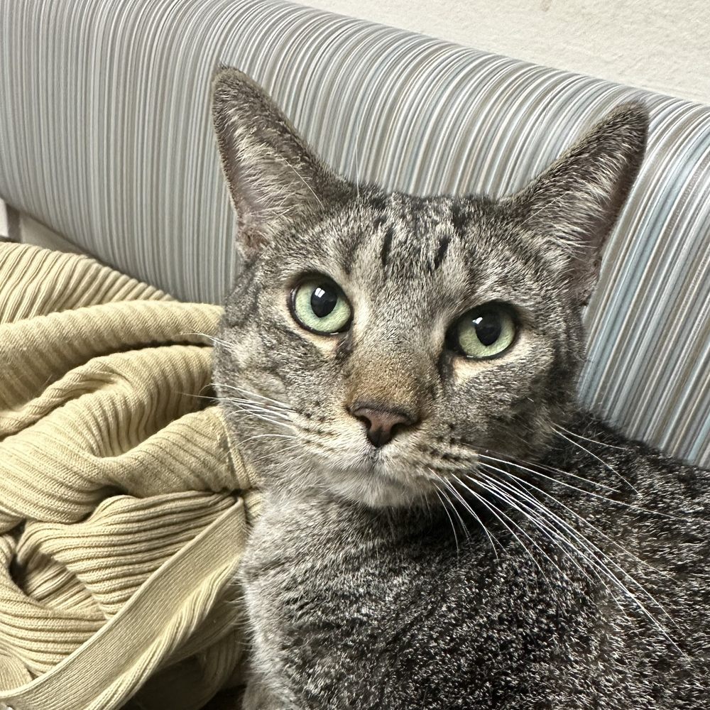 24/7 PetVets - Alan asking why are we still here - Emergency Pet Hospital Near Me - Fresno, California 24/7 PetVets - Alan asking why are we still here - Emergency Pet Hospital Near Me - Fresno, California