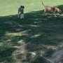 Photo of Mulligan Dog Park