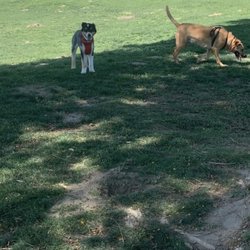 Mulligan Dog Park - Play dates with our husky friends