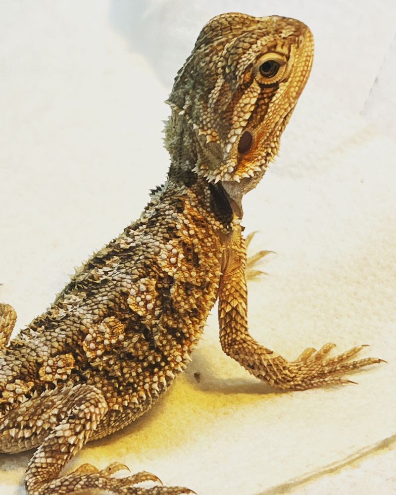 Beast Pets & Supplies - reptile breeding in Spring Valley, CA