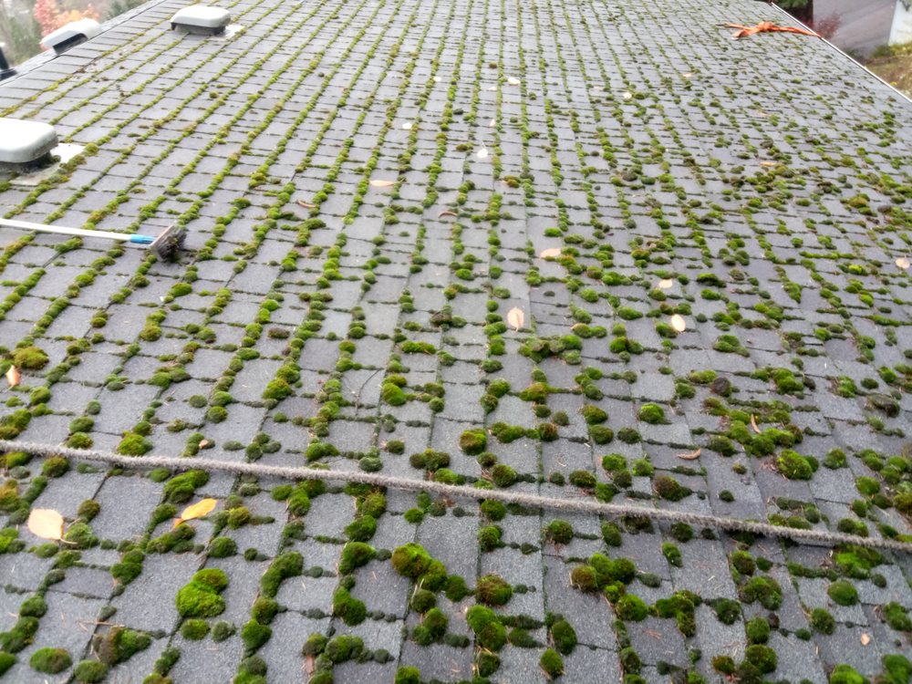 Elite Yard Care - tree service in Eugene, OR