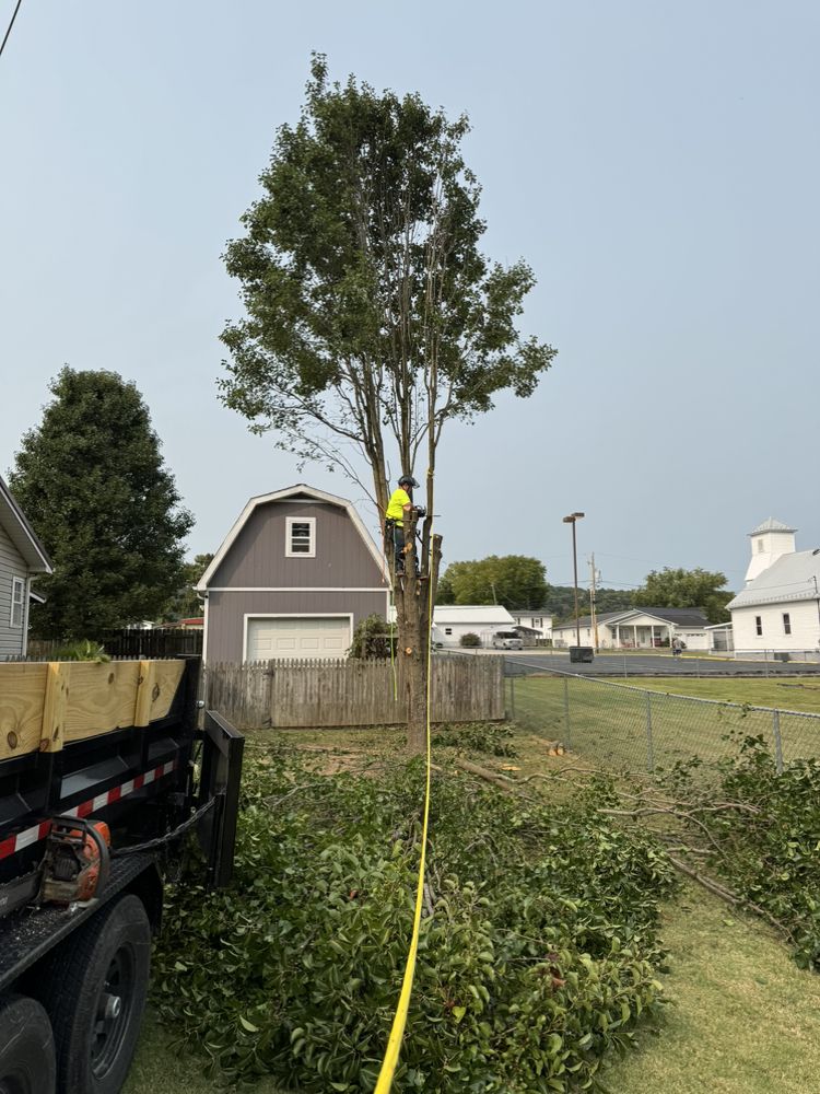 L & P Tree Service - tree service in Charleston, WV