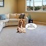 Photo of The Carpet Cleaners