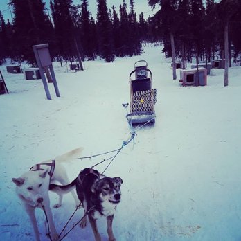 Black Spruce Dog Sledding - #bobotheduck - Sledding Near Me - Fairbanks, Alaska