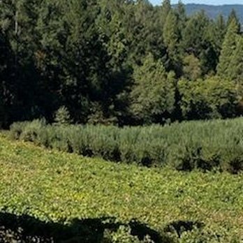 Delfino Farms - Farms Near Me - Camino, California Delfino Farms - Farms Near Me - Camino, California