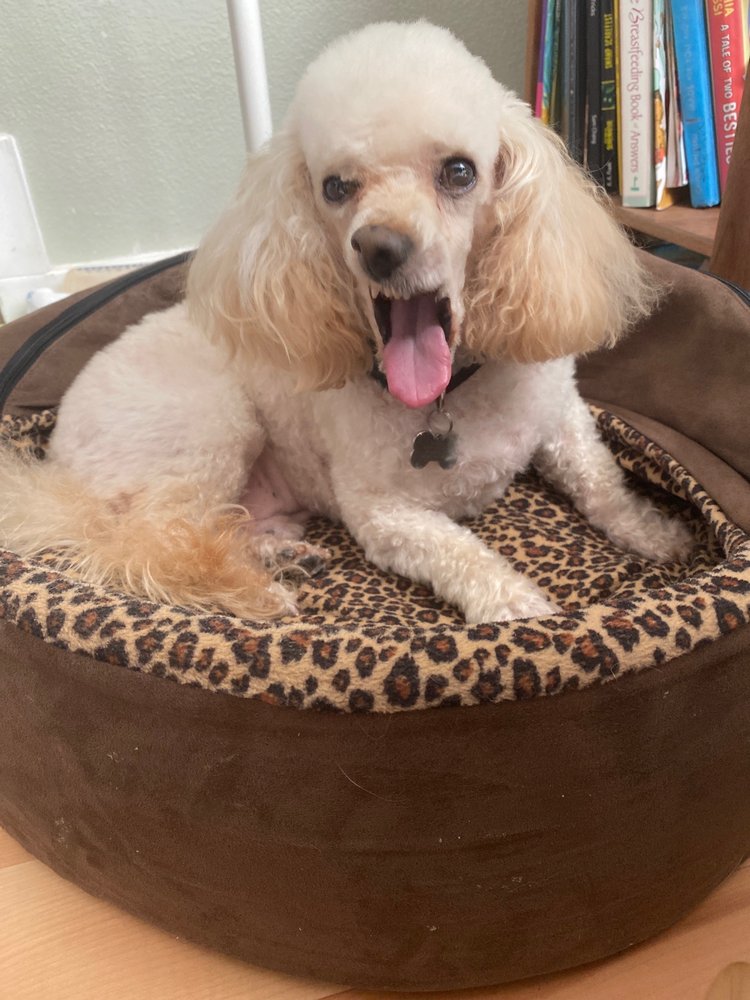 DOG GROOMING BY MARTINE 103 Photos & 27 Reviews 14326 SW Allen Blvd