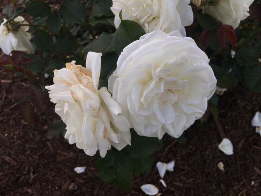 Dove Myer Robinson Park (Parnell Rose Garden) by null