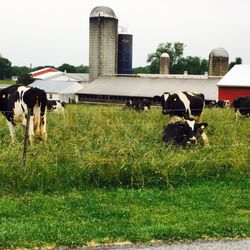 Kolb's Farm Store