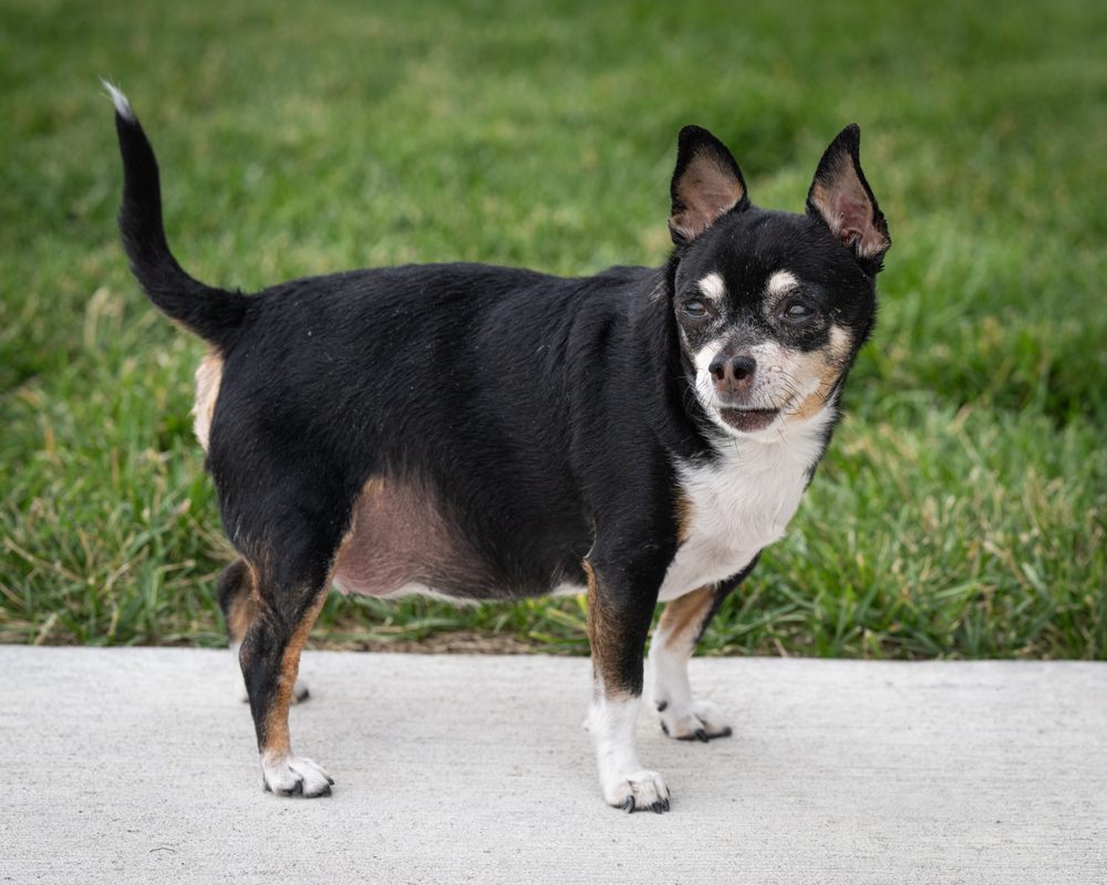 BLAINE CENTRAL VETERINARY CLINIC Updated October 2024 12 Photos