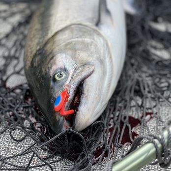 Take Down Guide Service - Dinner. - Fishing Near Me Take Down Guide Service - Dinner. - Fishing Near Me