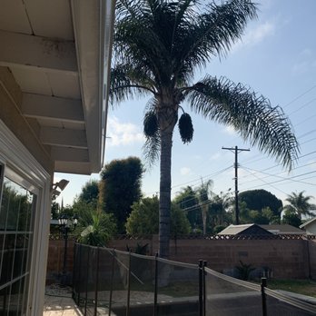 Ace Tree Service - (before) 1 of 3 palm trees - Landscaping Near Me Ace Tree Service - (before) 1 of 3 palm trees - Landscaping Near Me