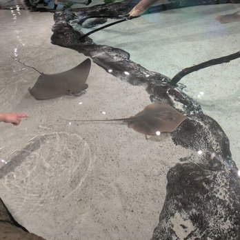 Aquarium Pyramid - Sting rays - Aquariums Near Me - Galveston, Texas Aquarium Pyramid - Sting rays - Aquariums Near Me - Galveston, Texas