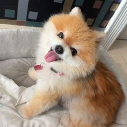 Our Lulu smiling after her visit with Dr. Block