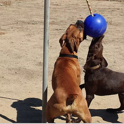 JC Pet Care - Tether ball pups, in the park yard