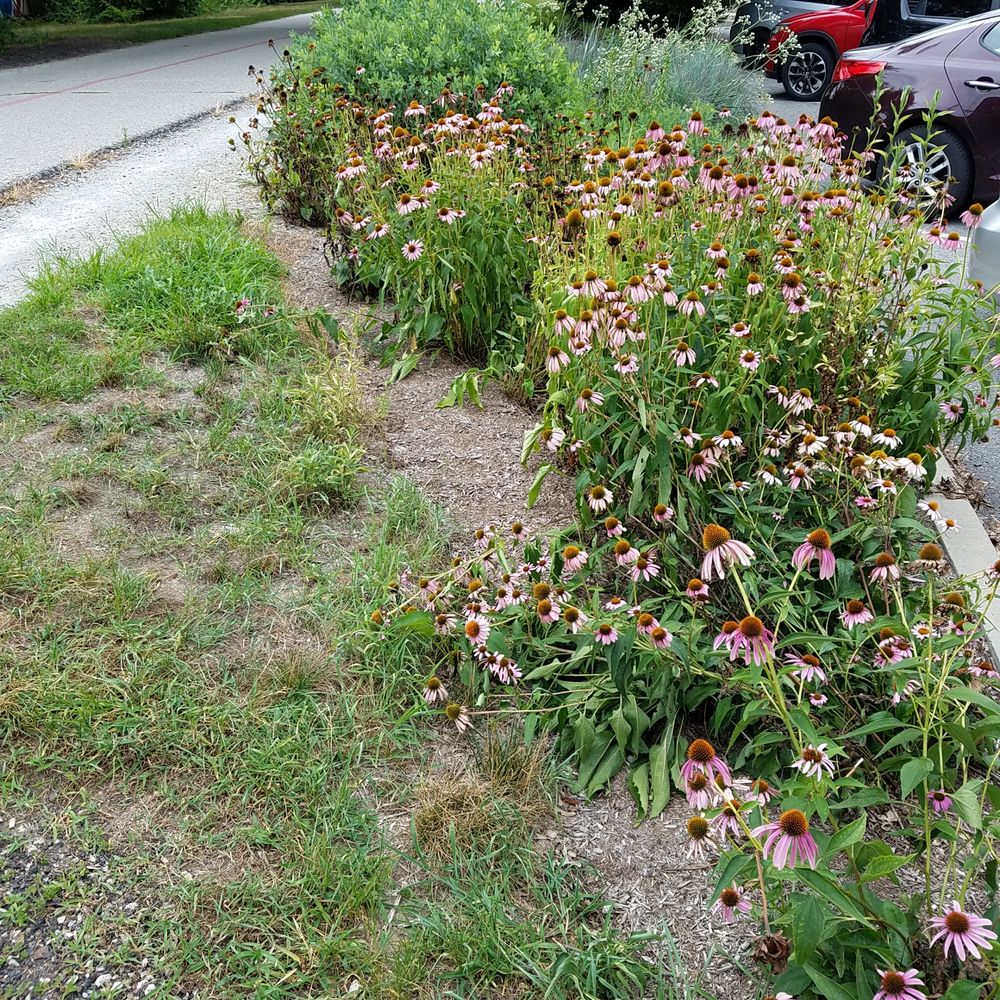 Bill Brink Memorial Garden - some flowers and lawn along the way - Parks Near Me - Indianapolis, Indiana
