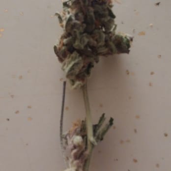 The Hemp Center - This is just a disgrace to be sold like this. Most of that bud is stem. Trim job is absolutely awful. - Cannabis Dispensaries Near Me - Littleton, Colorado The Hemp Center - This is just a disgrace to be sold like this. Most of that bud is stem. Trim job is absolutely awful. - Cannabis Dispensaries Near Me - Littleton, Colorado