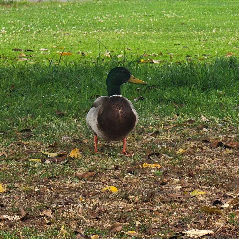 PLAYA PACIFICA Updated October 2024 20 Photos 2195 E Mission Bay