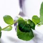 Photo of Black Ginger