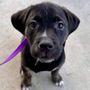 Photo of Adopt A Pit Rescue