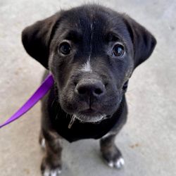 Adopt A Pit Rescue - Linkin