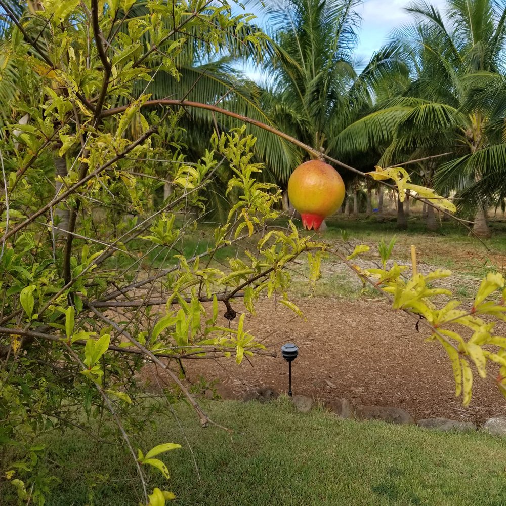 Punakea Palms - White pomegranate - Tours Near Me - Lahaina, Hawaii Punakea Palms - White pomegranate - Tours Near Me - Lahaina, Hawaii