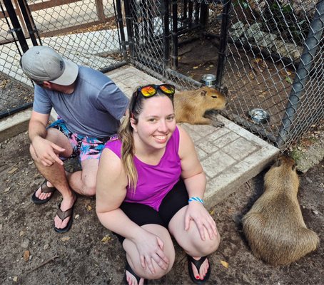 Jungle Island by null