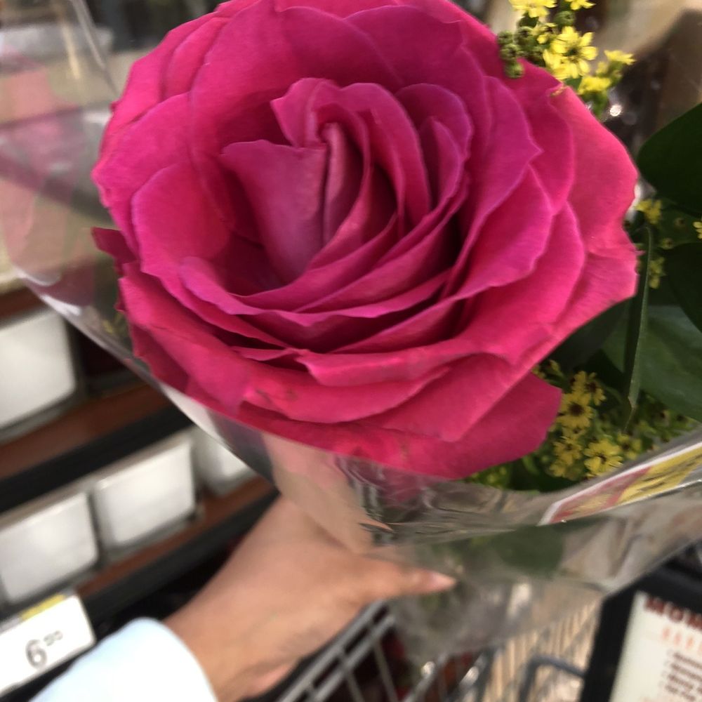 Kroger Food Stores - Long stem rose on clearance $1.99 from $4 - Grocery Near Me - Dickinson, Texas Kroger Food Stores - Long stem rose on clearance $1.99 from $4 - Grocery Near Me - Dickinson, Texas