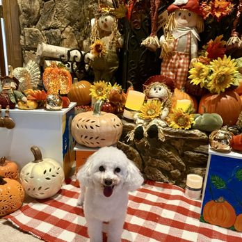 Pet Perfect Salon - Pet Groomers Near Me - Carrollton, Texas Pet Perfect Salon - Pet Groomers Near Me - Carrollton, Texas