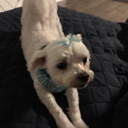 Happy pawstumor Happy pawstumor