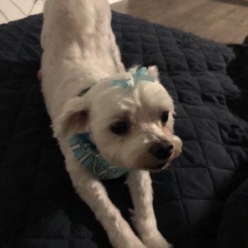 Paws University - Happy pawstumor - Pet Sitting Near Me - Kailua Kona, Hawaii Paws University - Happy pawstumor - Pet Sitting Near Me - Kailua Kona, Hawaii
