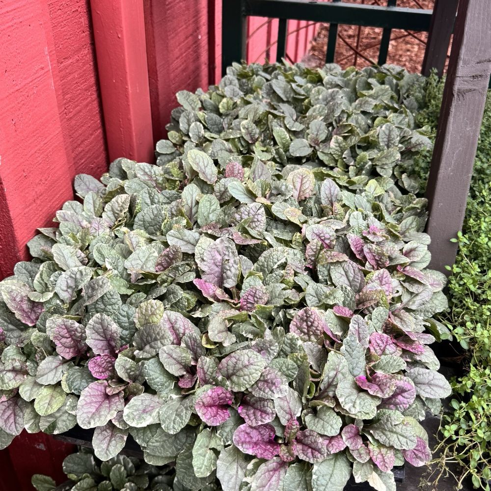 Armstrong Garden Centers - Ajuga - Nurseries & Gardening Near Me - Pasadena, California Armstrong Garden Centers - Ajuga - Nurseries & Gardening Near Me - Pasadena, California
