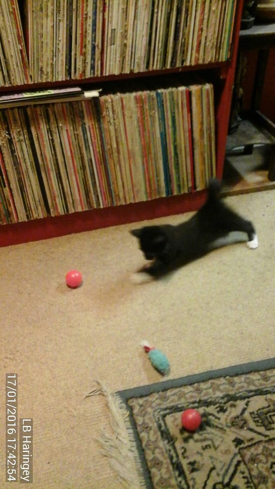 IRIS’S CATS IN NEED CHARITY SHOP Updated October 2024 155 High