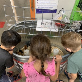 Orange County Farm Supply - Looking at the chicks for sale. - Nurseries & Gardening Near Me - Orange, California Orange County Farm Supply - Looking at the chicks for sale. - Nurseries & Gardening Near Me - Orange, California