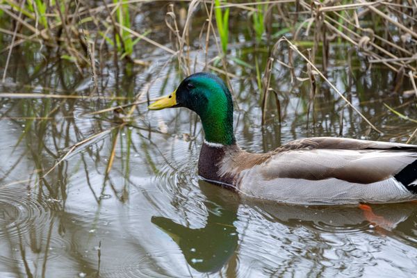 Laguna de Santa Rosa Trail by null