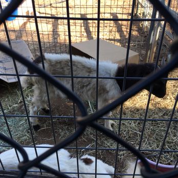 ranch feed & pet supply