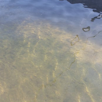 Nimbus Fish Hatchery - So many baby Salmons - Aquariums Near Me - Gold River, California