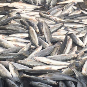 Venice Charters Unlimited - Speck trout smackdown - Fishing Near Me Venice Charters Unlimited - Speck trout smackdown - Fishing Near Me