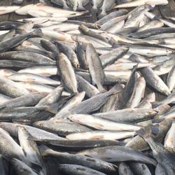 Venice Charters Unlimited - Speck trout smackdown