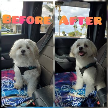 Nina’s Stylish Pets - Before After - Pet Groomers Near Me - Punta Gorda, Florida Nina’s Stylish Pets - Before After - Pet Groomers Near Me - Punta Gorda, Florida