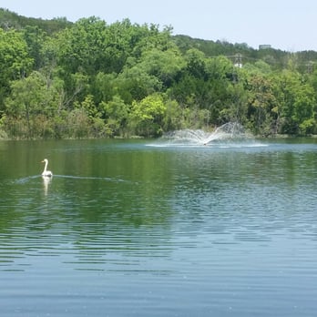 River Place Nature Trail - A single swan! - Hiking Near Me - Austin, Texas River Place Nature Trail - A single swan! - Hiking Near Me - Austin, Texas