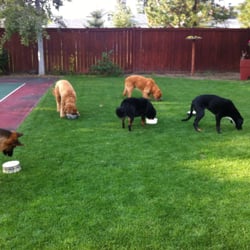 Doggy Day Care & Slumber Party - Lunch time.