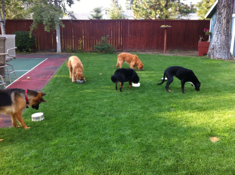 Doggy Day Care & Slumber Party - pet boarding facility in Colbert, WA