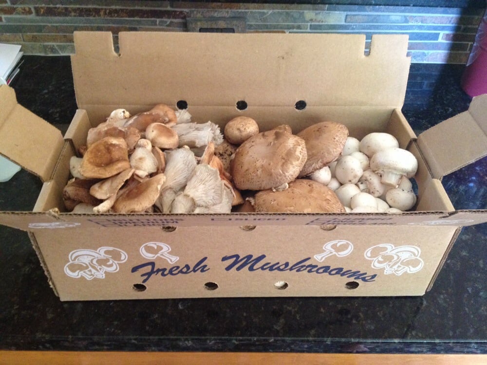 Cutone Mario Mushrooms Logo