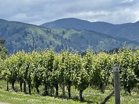 Cloudy Bay Vineyards by null