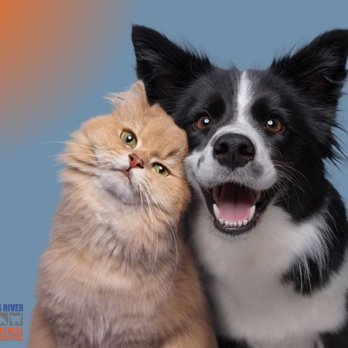 James River Animal Hospital - Veterinarians Near Me - Nixa, Missouri James River Animal Hospital - Veterinarians Near Me - Nixa, Missouri