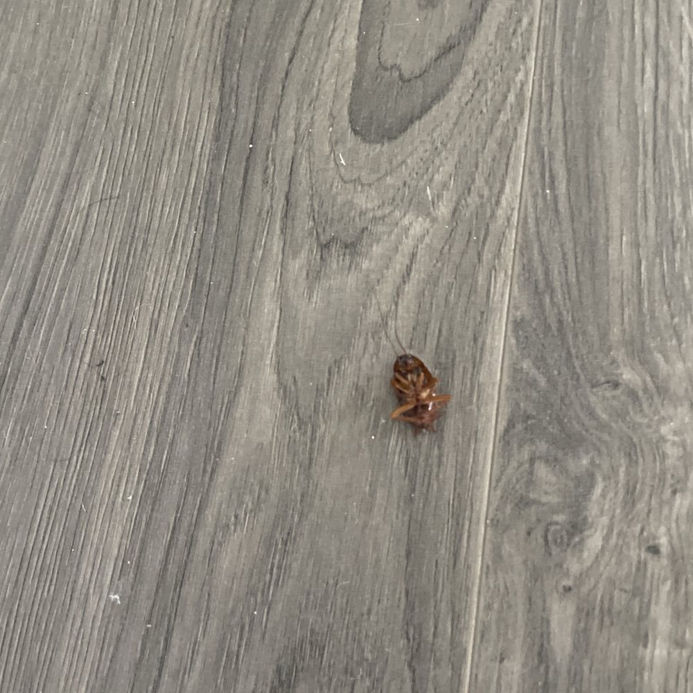 Dead roach